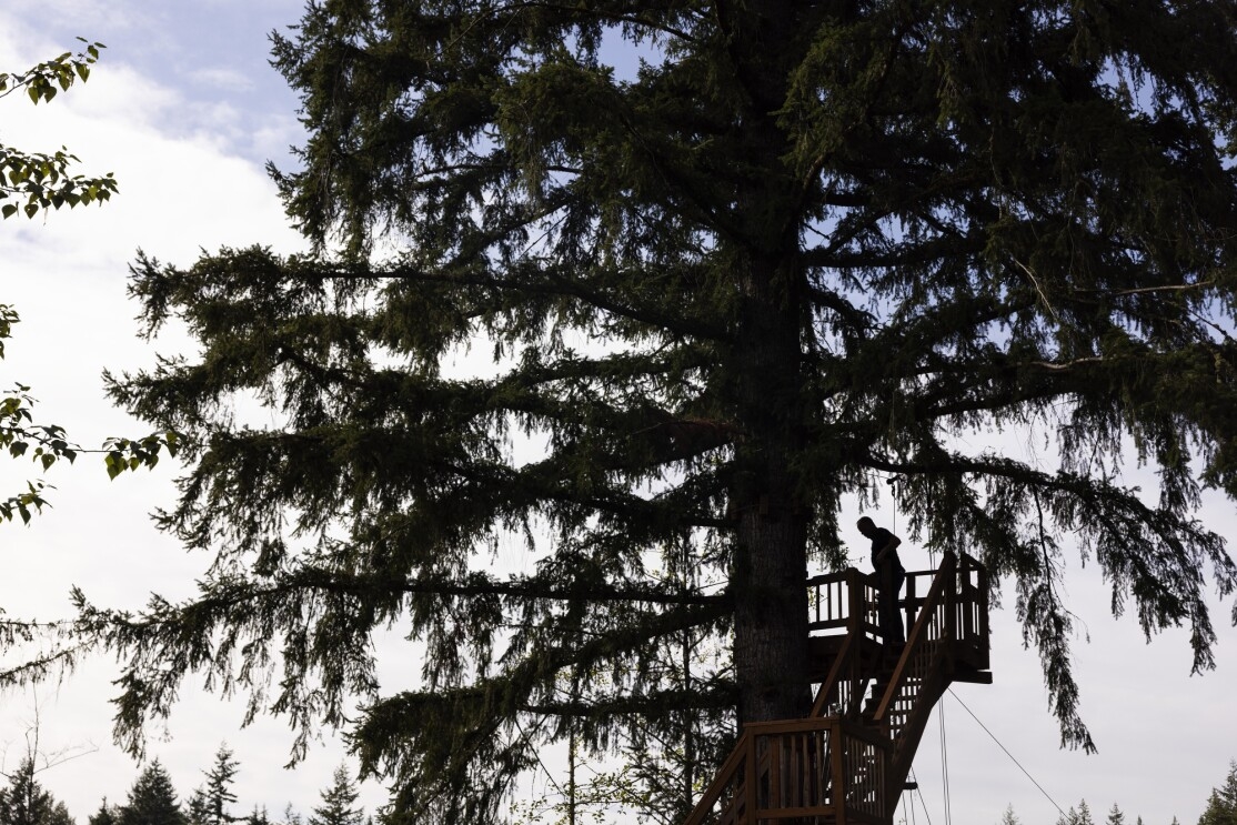 A figure in silhouette at the top of a platform built around a tall tree.