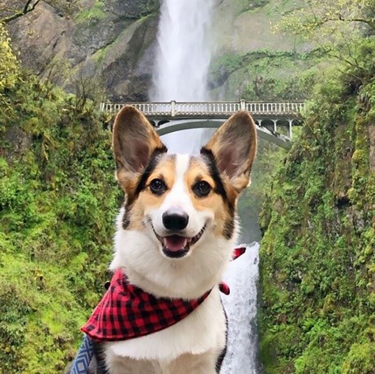 A Pembroke Welsh Corgi wears a buffalo check neck tie and poses in front of a huge waterfall surrounded by greenery.